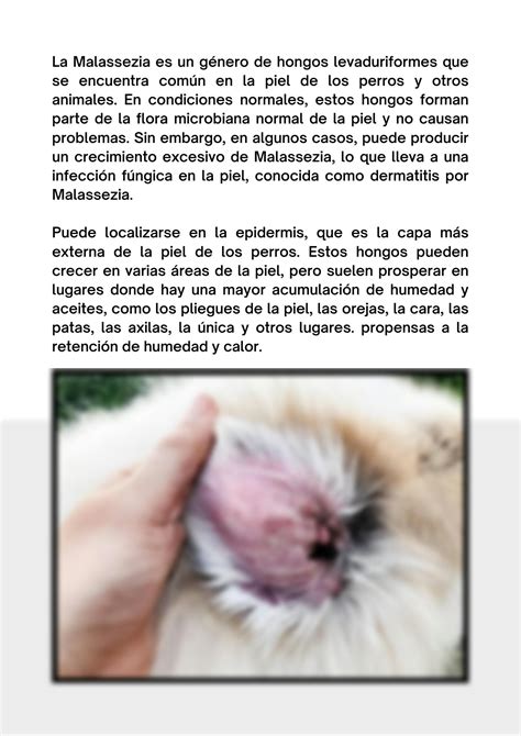 en perdos|malassezia en perros.
